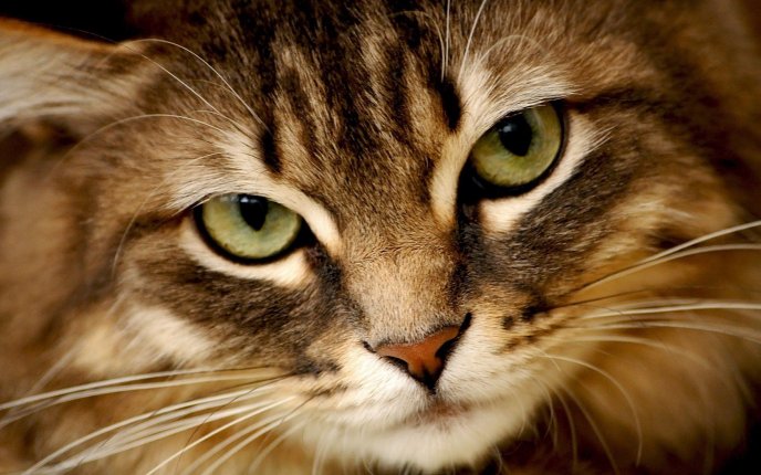 Perfect selfie cat - Beautiful animal