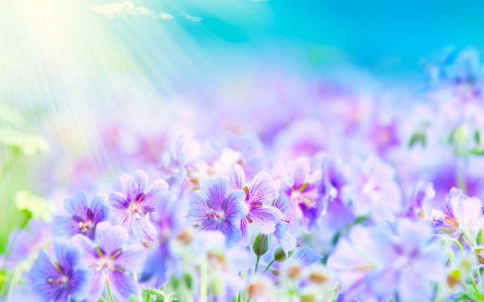 Magic sunrise over the beautiful flowers - HD wallpaper