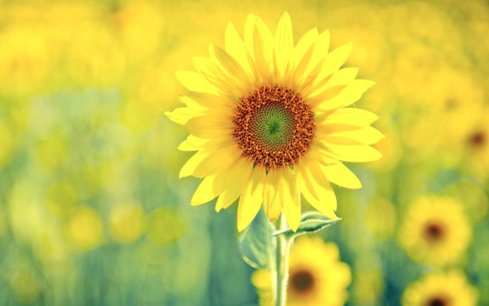 Beautiful sunflower - golden season