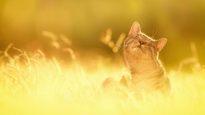Sweet cat in the wheat field - HD wallpaper