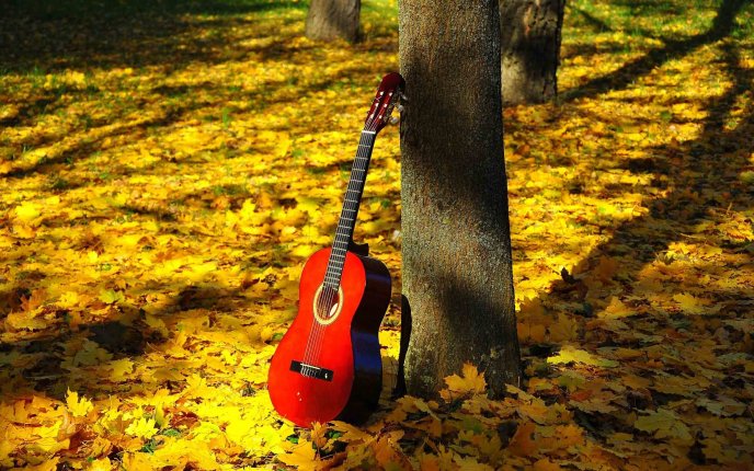 Guitar shining in the sun - beautiful golden leaves carpet
