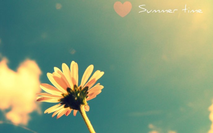 Love summer time - flower in the sun