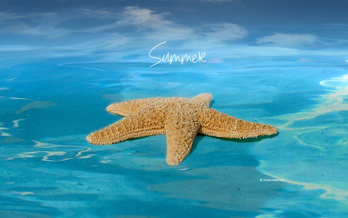 Big starfish in the blue ocean water - Hot summer time