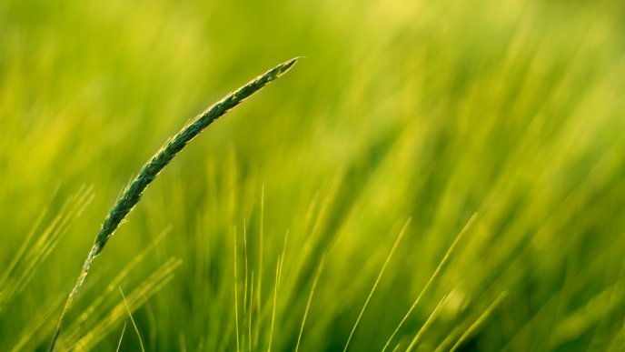 Macro blade of grass - beautiful green garden