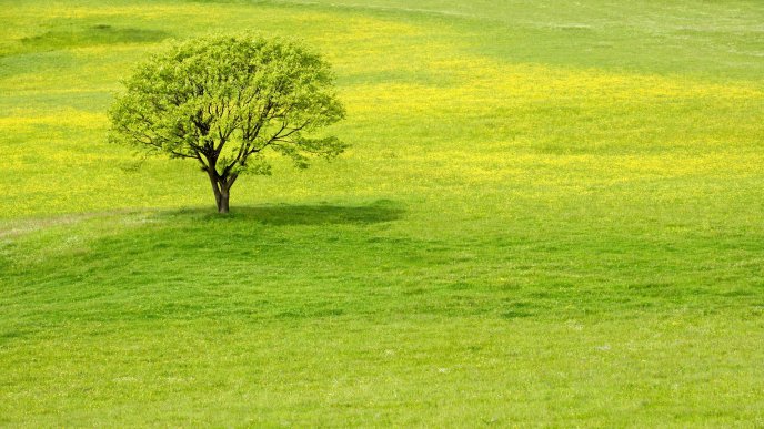 One green tree on a wonderful meadow - HD wallpaper