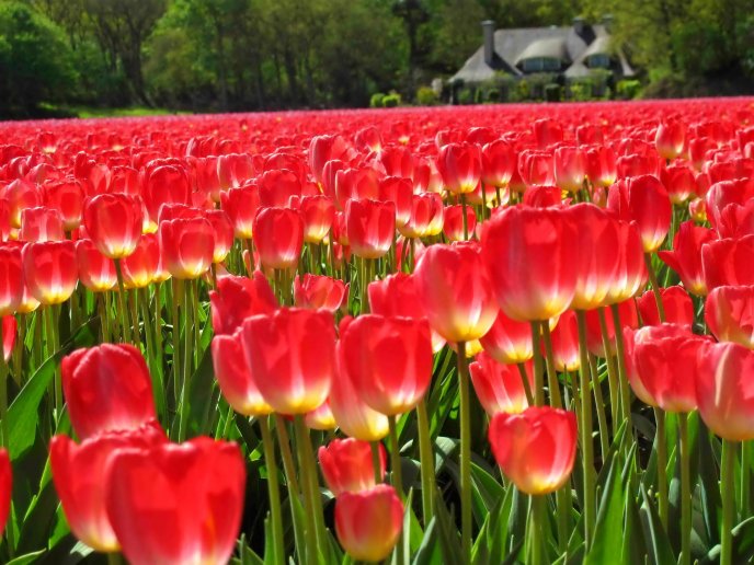 Beautiful red carpet of tulips - HD wallpaper