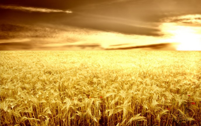 Wonderful nature - golden wheat field in the sunset