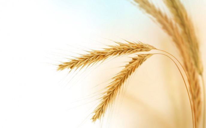 Wonderful golden ear of wheat - Macro HD wallpaper