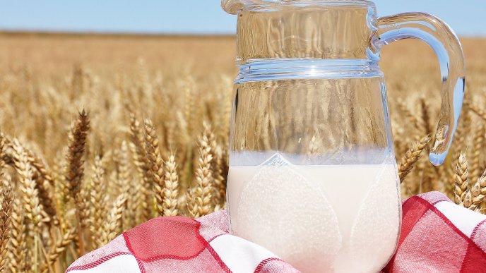 Drink a glass of milk - golden wheat field - HD wallpaper