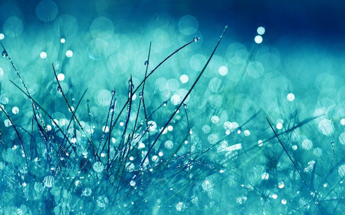 Frozen grass and big water drops - macro HD wallpaper