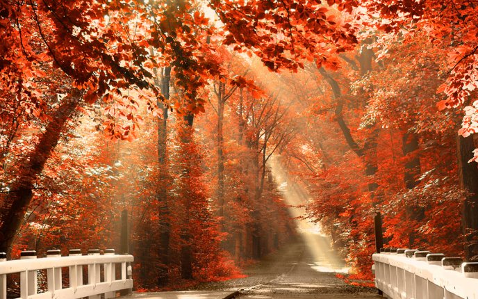 Wonderful road through the red forest - Autumn season