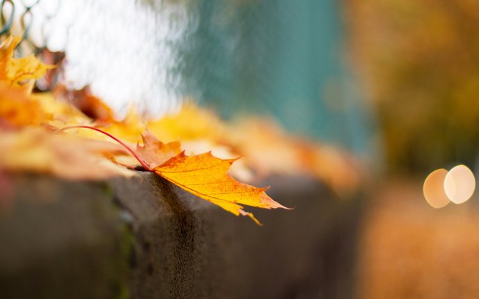 Macro Autumn leaf in a blurry background - HD wallpaper