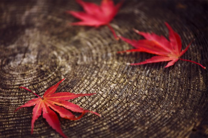 Red Autumn leaves on a tree trunk - HD macro wallpaper