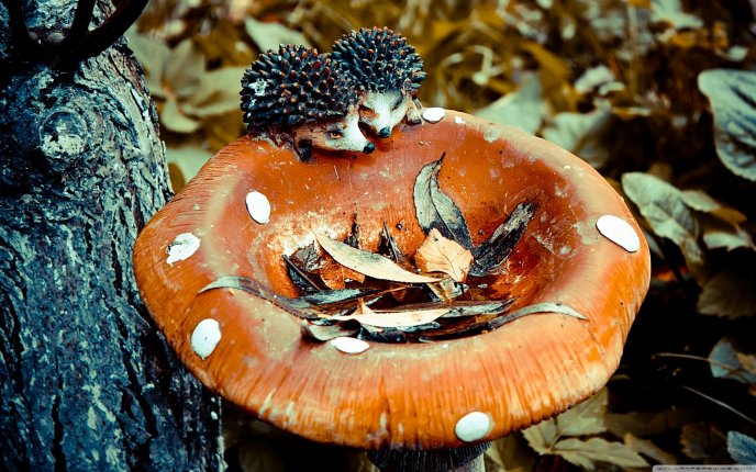 Two little hedgehog on a mushroom - Autumn season