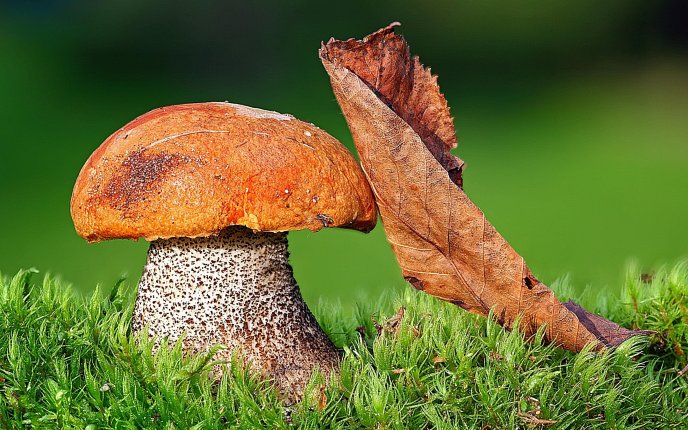 Big mushroom and an Autumn leaf - HD wallpaper