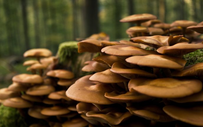 Sponge mushrooms on the trees in the forest - HD wallpaper