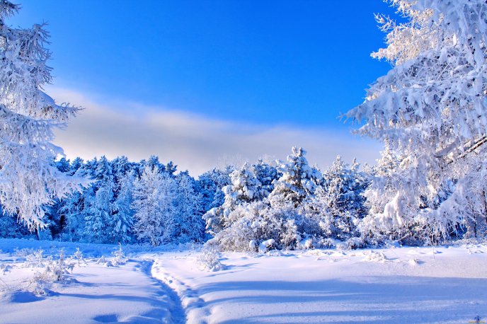 Blue sky and white nature - Sunny winter day