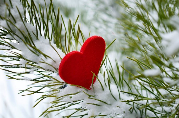 Little red heart on a winter tree full with snow