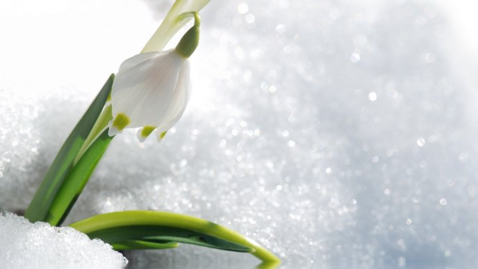 Wonderful snowdrop in the white and cold snow - HD wallpaper