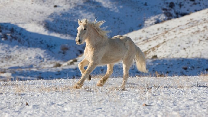 Free horse in the nature - White wallpaper