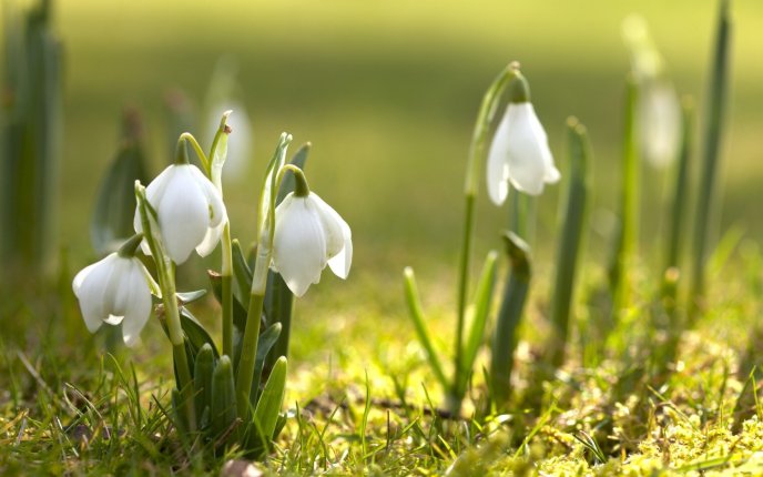 Spring flowers in the light of sun - Beautiful snowdrops