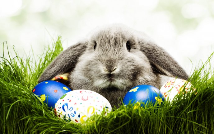 Funny grey rabbit and Easter eggs - HD Spring Holiday