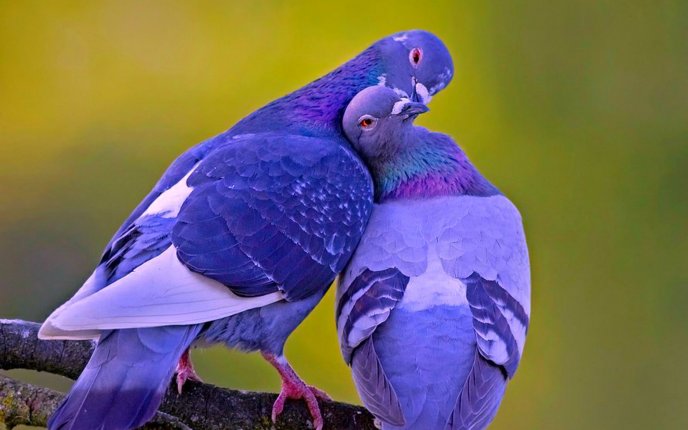Love between two blue doves - HD wallpaper