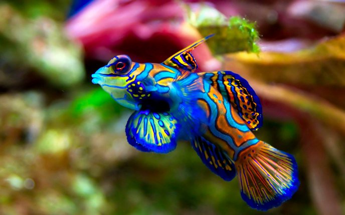 Amazing blue and orange fish - Colors in the water