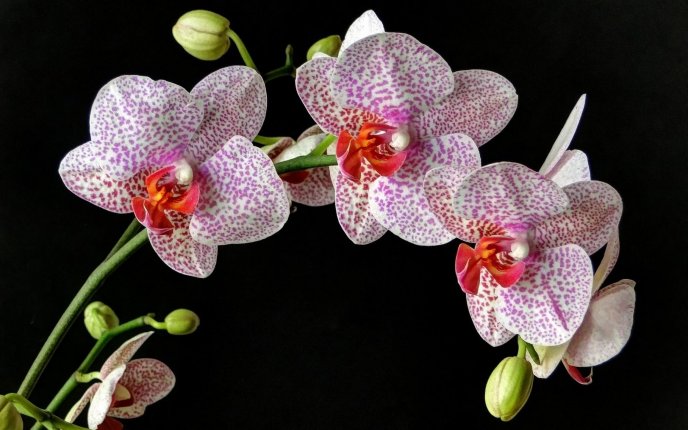 Wonderful Orchid flower white with purple and pink dots