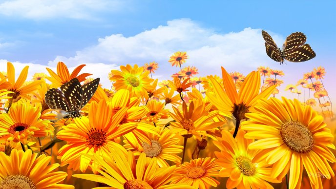 Butterflies on the golden flowers - Autumn sun