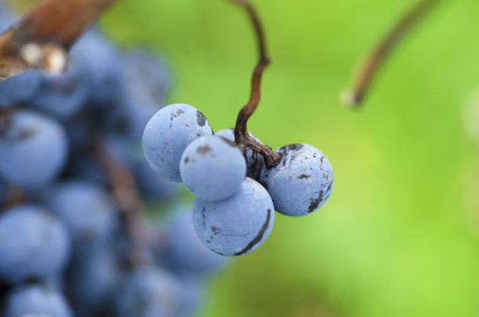 Macro wallpaper with Autumn fruits - Delicious grapes