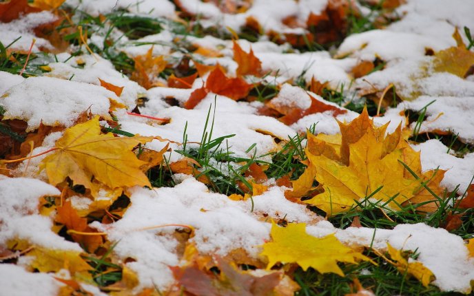 Autumn leaves on the ground - Snow over grass