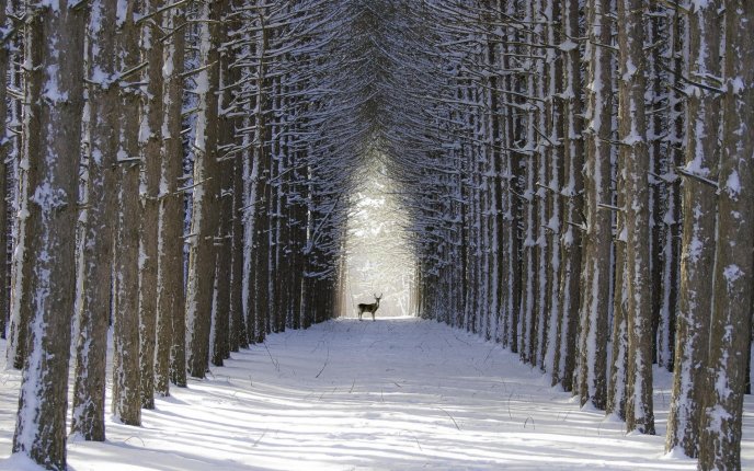 Wild deer on a path in the forest - Winter snow