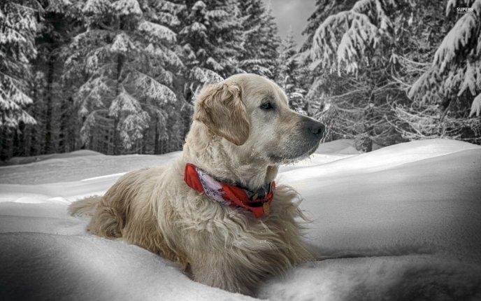 White dog sit in the cold snow - Winter wallpaper