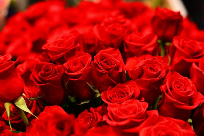 Big bouquet of red roses - Happy Valentines Day my love