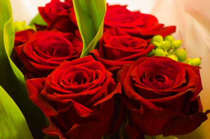 Macro red roses - Happy Valentines Day