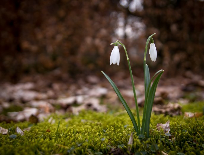 Little snowdrops in the nature - Spring flowers