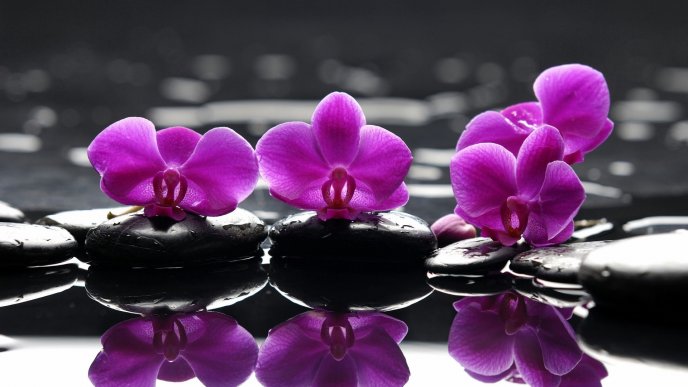 Purple orchid flowers mirror in the water lake