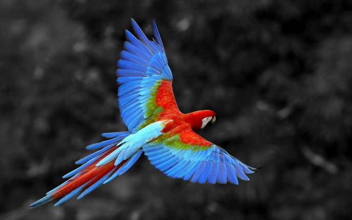 Wonderful parrot in the air - Fly bird fly