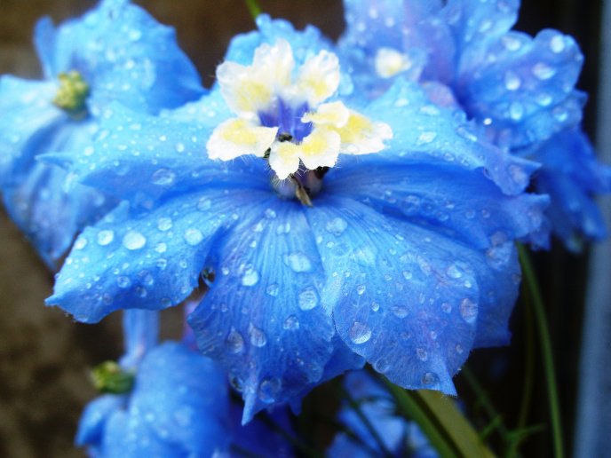 Wonderful blue flower - Macro water drops on the leaf