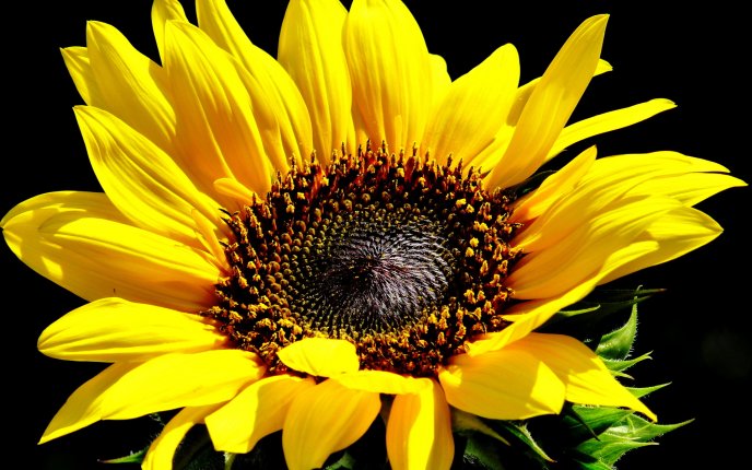 Wonderuful macro Sunflower on a dark background - Flower up