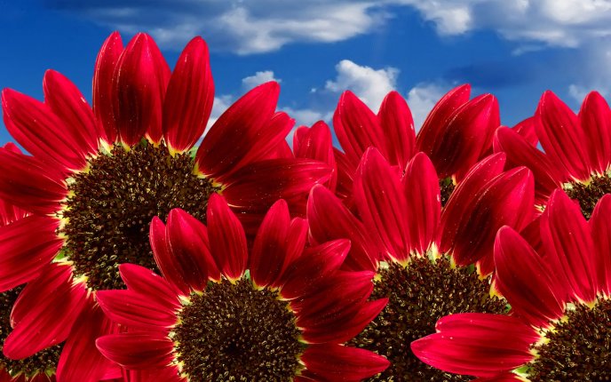 Special red sunflowers - Beautiful summer flowers