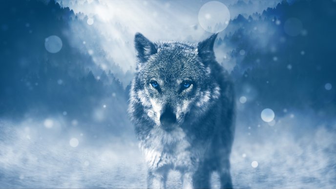 Wonderful wild wolf with blue eyes -Cold night in the forest
