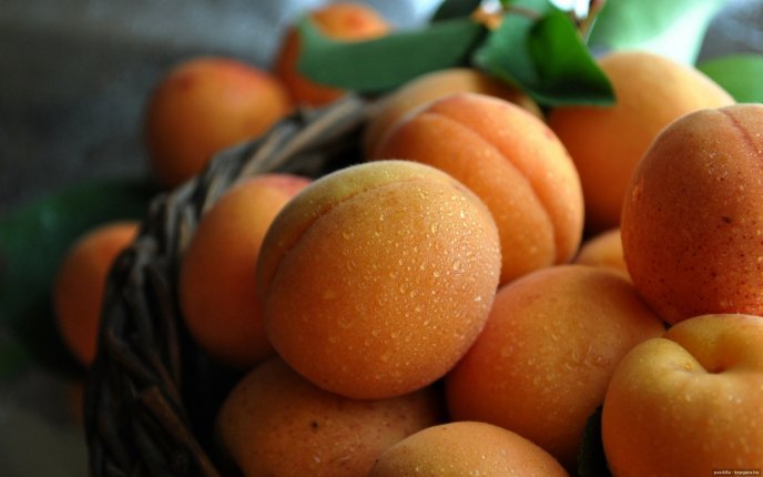 Bascket full with delicious apricots - HD wallpaper