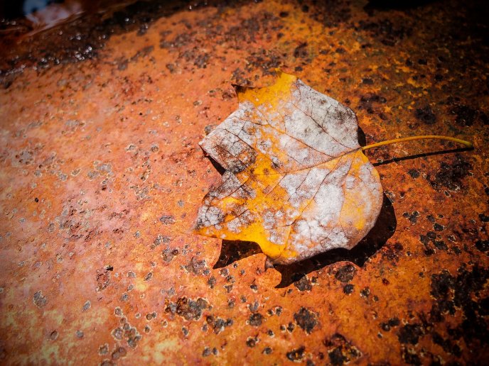 Autumn leaf on an old and rusty piece of iron