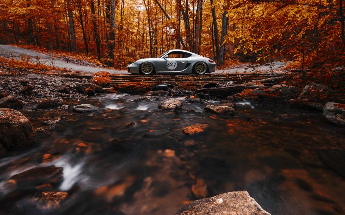 Grey sport car in the forest - Special Autumn season view