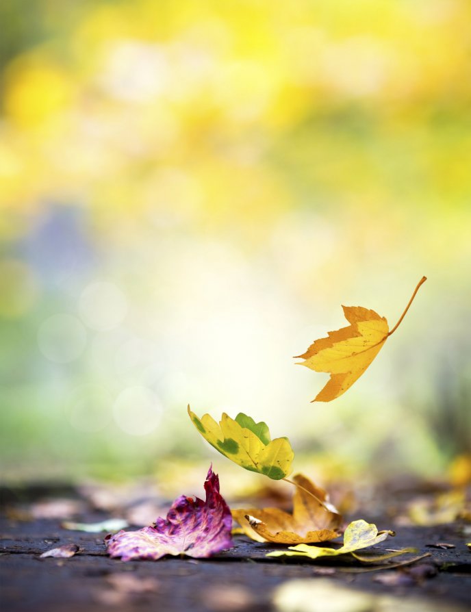 Autumn leaves in the wind - Blurry background