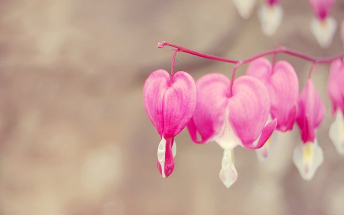 Wonderful pink heart flowers in blossom on Valentine's day