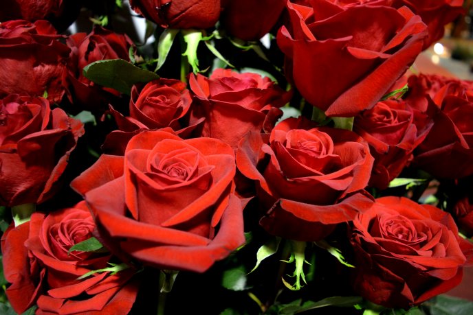 Bouquet with wonderful red roses - Happy Valentine's Day