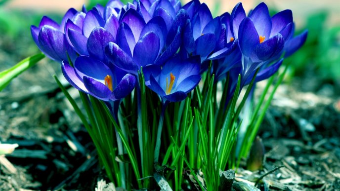 Wonderful bouquet of blue flowers - Spring season time